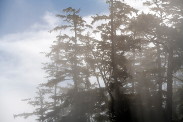 Western cedar trees (Thuja plicata) in the mist, Telegraph Cove, Vancouver Island, British Columbia, Canada.