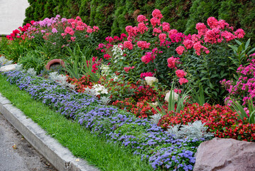 Vibrant pink flowers in a garden with lush green foliage.