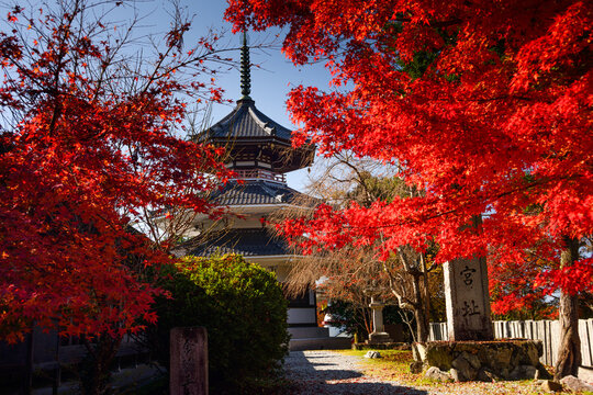 Kinpusenji Temple framed by red autumn leaves of maple trees, Yoshino Yama holy temple mountain near Nara, Honshu, Japan