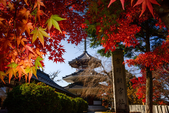 Kinpusenji Temple and red autumn leaves of maple trees, Yoshino Yama holy temple mountain near Nara, Honshu, Japan