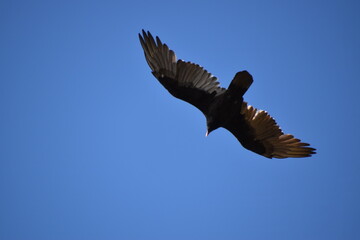 A bird of prey in a blue sky, Montmagny, Québec, Canada