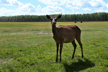 An adult deer was maral in a field against the background of the mountains of Buryatia, the village of Arshan. Tunka Valley.