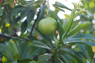 Green Fruit with A Glimpse of New Life