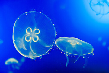 Moon jellyfish (Aurelia aurita), Aquarium of San Sebastian, Bay of Biscay, province of Gipuzkoa, Basque Country, Spain