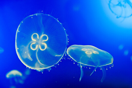 Moon jellyfish (Aurelia aurita), Aquarium of San Sebastian, Bay of Biscay, province of Gipuzkoa, Basque Country, Spain