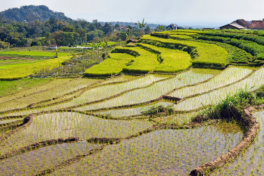 Paddy fields in Tawangmangu area, Karanganyar district, near Surakarta (Solo), Java island, Indonesia, Southeast Asia