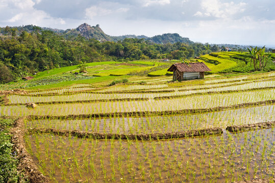 Paddy fields in Tawangmangu area, Karanganyar district, near Surakarta (Solo), Java island, Indonesia, Southeast Asia