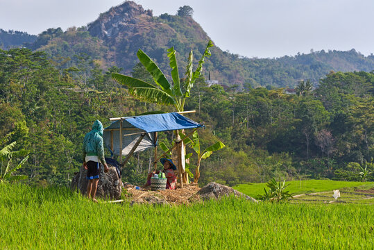 Paddy fields in Tawangmangu area, Karanganyar district, near Surakarta (Solo), Java island, Indonesia, Southeast Asia