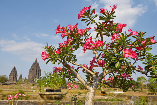 Adenium obesum, Prambanan Temple Compounds, region of Yogyakarta, Java island, Indonesia, Southeast Asia