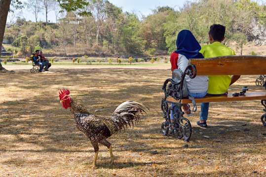Cockerel at Ratu Boko Palace, archaeological site, Region of Yogyakarta, Java island, Indonesia, Southeast Asia