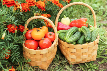 Fresh vegetables harvest in basket on garden bed in sunlight close up. Organic cucumber, pepper,...
