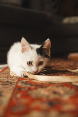 tiny kitten plays the string
