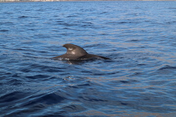 Short-finned pilot whale © Alex