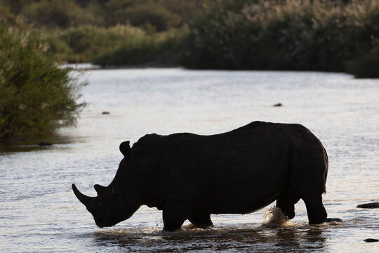 White rhino (Ceratotherium simum) silhouette, Zimanga Private Game Reserve, KwaZulu-Natal, South Africa