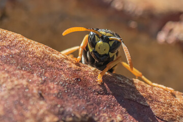 Close up of a wasp