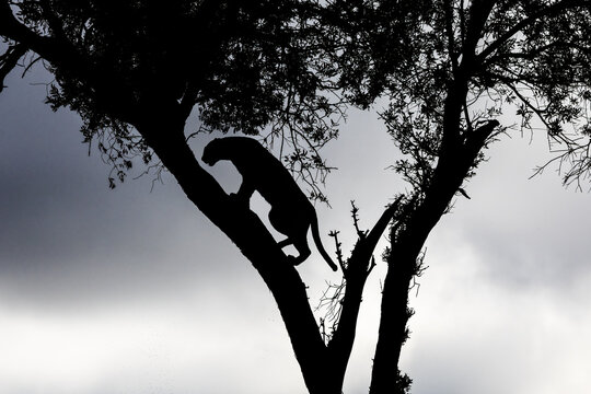 Silhouette of Leopard (Panthera pardus) in a tree, Masai Mara, Kenya, East Africa