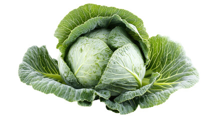 Fototapeta premium Cabbage isolated on white background, clipping path, full depth of field.