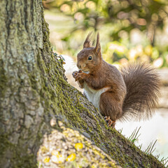 Squirrel on a tree