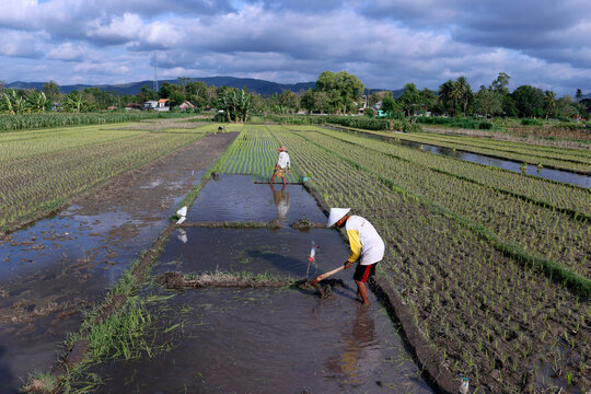 Farmer planting rice seedlings, young rice sprouts in a field, Yogyakarta, Java, Indonesia, Southeast Asia