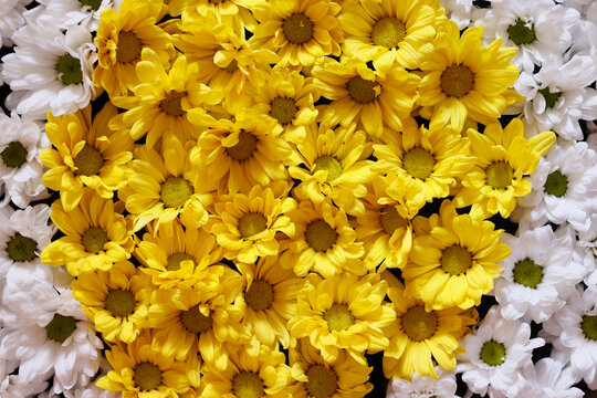 White and yellow flowers in a bowl, flower decoration, Yogyakarta, Java, Indonesia, Southeast Asia