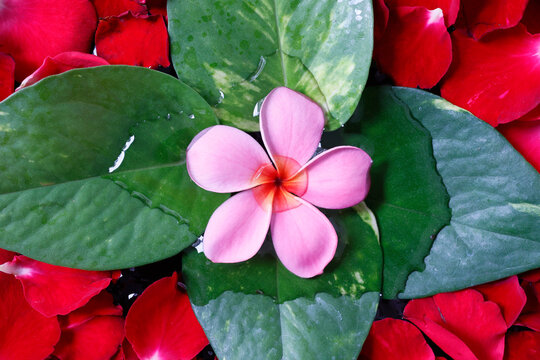 Pink flower with red rose petals, flower decoration, Yogyakarta, Java, Indonesia, Southeast Asia