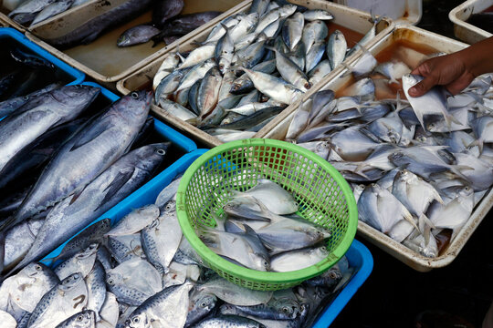 Fresh fish for at traditional food market, Surabaya, Java, Indonesia, South East Asia