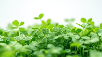 Clover isolated on white background, clipping path, full depth of field.