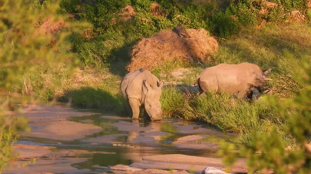 Two rhinos drink from a drying river at sunset in Kruger National Park
