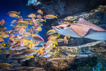 Swimming fishes and manta ray are in indoor aquarium with rock background