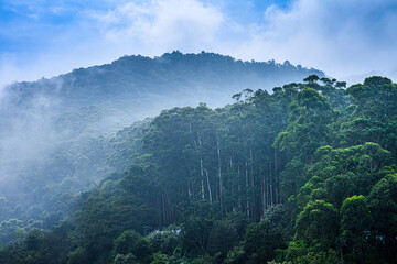 Obraz premium misty morning in the mountains