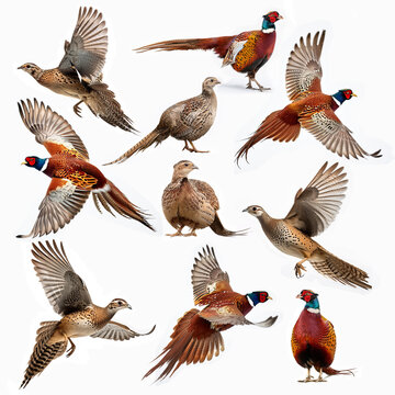 collection, faisan, mouvement, mal, femelle, oiseau, volant, animal, aigle, ailes, oiseau, nature, faune, vol, silhouette, isol&eacute;, mouche, blanc, ailes, ciel, vecteur, faucon, bec, go&eacute;land, colombe, il