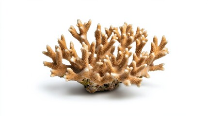 Vibrant Coral Reef Underwater with Intricate Structure and Diverse Marine Life