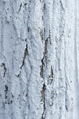 Obraz premium Trunk texture coated with white lime