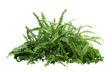 Tropical plant fern moss bush tree jungle stone rock isolated on white background with clipping...