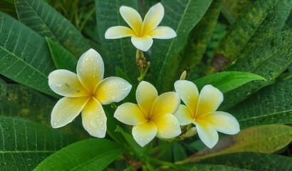 White and yellow plumeria flowers in the garden