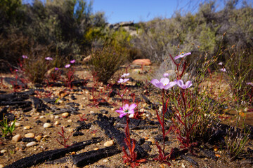 Flowering plants of the sundew Drosera variegata, Western Cape, South Africa