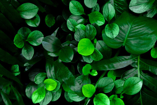 Abstract plant green leaf monstera jungle texture, tropical leaf foliage nature dark green background. - Powered by Adobe