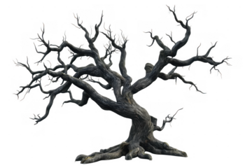 spooky leafless old tree with gnarled branches isolated on transparent or white background