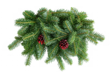 festive christmas fir tree branches with pinecones isolated on transparent or white background