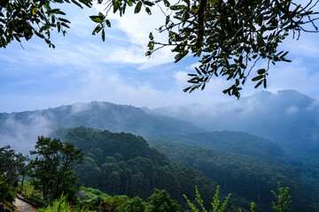 tree in the mountains