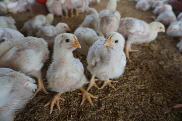 Group of small broiler chickens on a poultry farm, Broiler chicks on a small poultry house, White small broiler chickens are being raised on a farm
