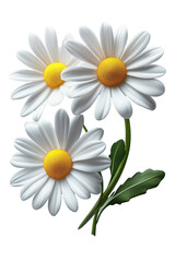 Fototapeta premium Fresh Daisy Flower Isolated with Transparent BG