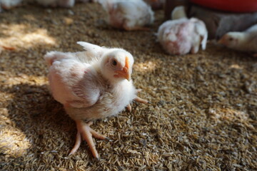 Closeup shot of little chickens in a broiler farm, Broiler chicken in a poultry farm, White poultry chicken in chicken farming business