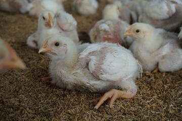 Group of small broiler chickens on a poultry farm, Broiler chicks on a small poultry house, White small broiler chickens are being raised on a farm