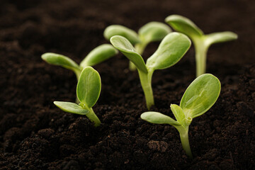 Fresh young green seedlings. Young plant springing up out of the soil