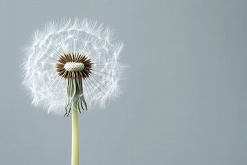 Dandelion puff with delicate seeds against a neutral background.