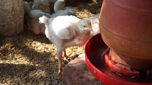A group of broiler chickens drinking water, A flock of yellow chicks drinking water from a drinker on a farm, Chickens drinking water from a water pot on a poultry farm
