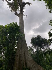 big tall tree