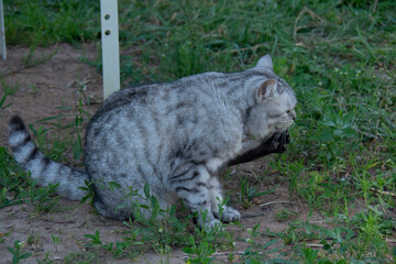 Grey british cat sitting on the grass in the garden in summer