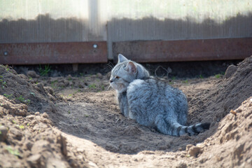 Grey British cat sitting on the ground